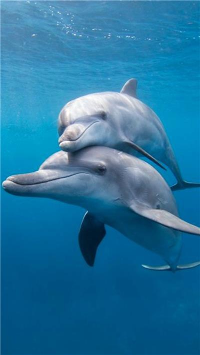 野生动物海豚iphone图片