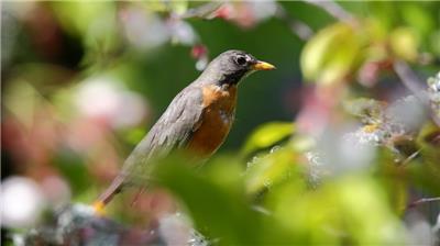 黑喉红尾鸲幼鸟图片赏析