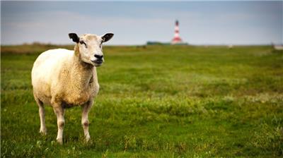 绵羊图片大全可爱草原动物