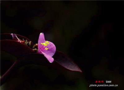 盆栽内的紫罗兰花开图片