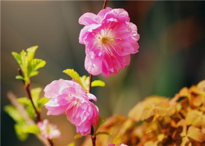 春天季节的鲜艳梅花图片欣赏