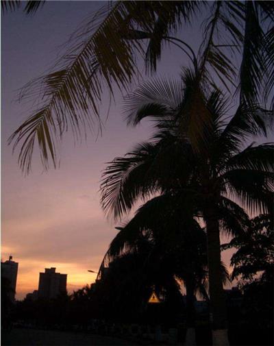 傍晚椰子树图片