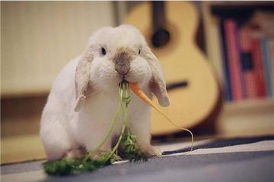 迷你垂耳兔啃萝卜可爱图片