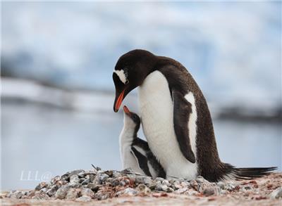 巴布亚企鹅的特点温馨瞬间图赏