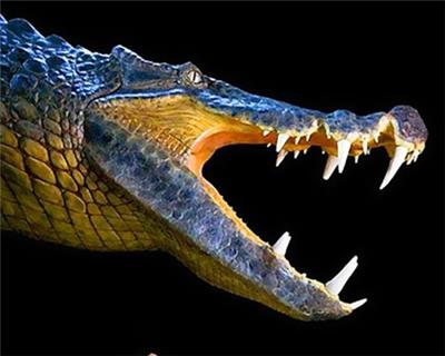 世界上最大的恐鳄凶猛头部图片