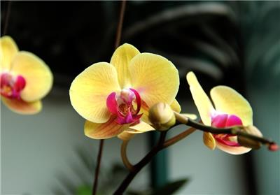 恬淡黄色花卉蝴蝶兰图片