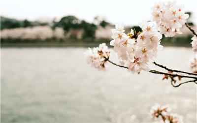 樱花绽放的季节