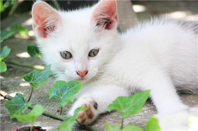 超级可爱的小猫咪户外玩耍动物摄影高清特写图片