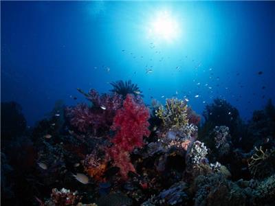 美丽的海底世界超清晰图片