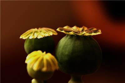 绿色的罂粟果实图片